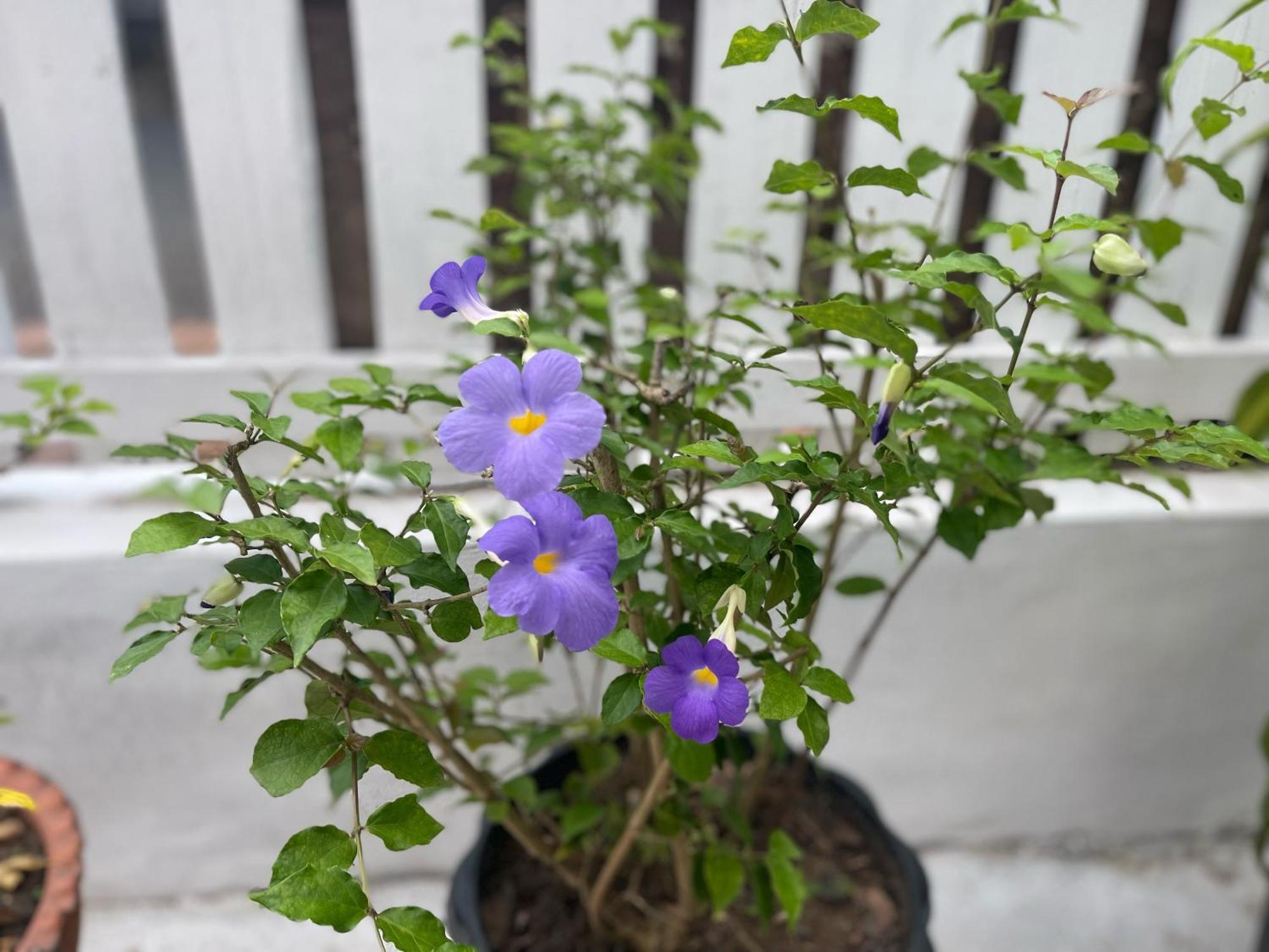 Moukdavan Guesthouse 루앙프라방 외부 사진